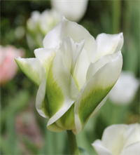 Tulipan Spring Green 10 løg